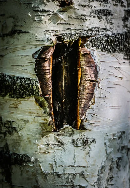 Μια Πληγή Στο Φλοιό Ενός Δέντρου Σημύδας Για Την Εξαγωγή — Φωτογραφία Αρχείου
