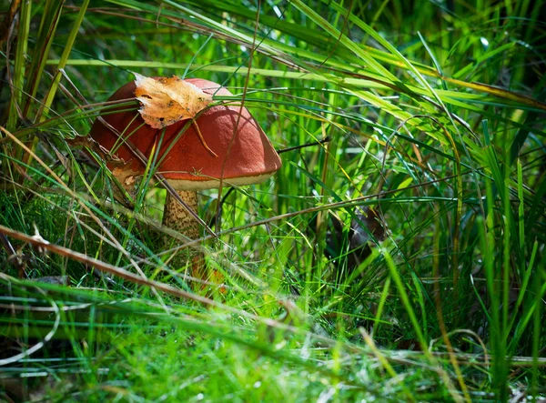 Edible Aspen Mushroom Red Hat Grows Grass — Stock Photo, Image