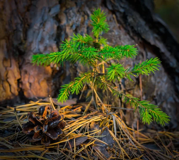 Young Green Small Spruce Growing Forest Close — Stock Photo, Image