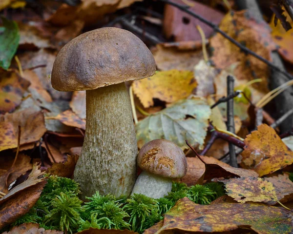 Två Karljohansvamp Svamp Växer Tillsammans Skogen Leccinum Close Upp — Stockfoto