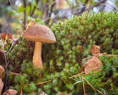 Yosun arasında ormandaki huş mantar Leccinum scabrum büyür.