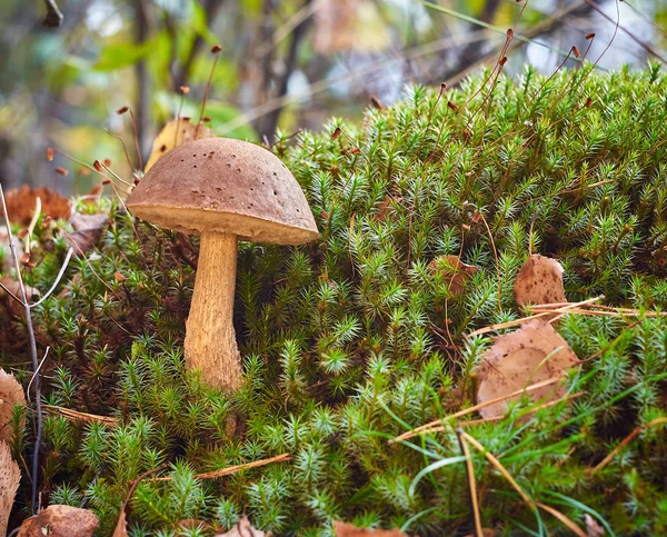 Björk Svamp Leccinum Scabrum Växer Skogen Bland Mossa — Stockfoto