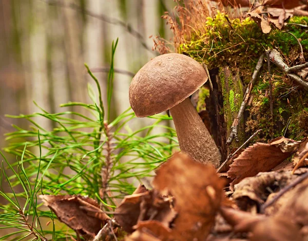 Brun Mössa Karljohansvamp Svamp Växer Skogen Latinskt Namn Leccinum Scabrum — Stockfoto