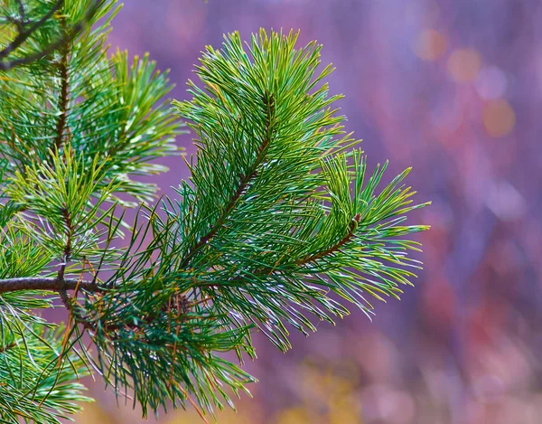 Renkli bir arka plan bulanık çam dalı yakın çekim.