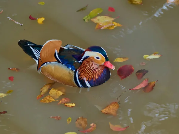 Erkek mandarin suda yüzen ördek (AIX galericulata).