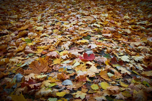 Halı renkli sonbahar akçaağaç arka plan bırakır.