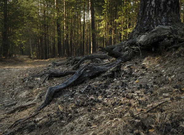 Manzara orman, yer üstünde yaşlı bir ağaç köklerinin.