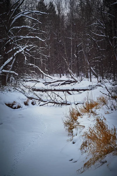 Kış manzarası, dikey yönlendirmesi, karla kaplı orman, nehir.