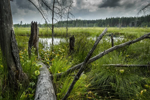 Orman, yeşil bataklık bitki örtüsü, ölü ağaçlar ve kasvetli gökyüzü bataklık panorama manzara bataklıkta.