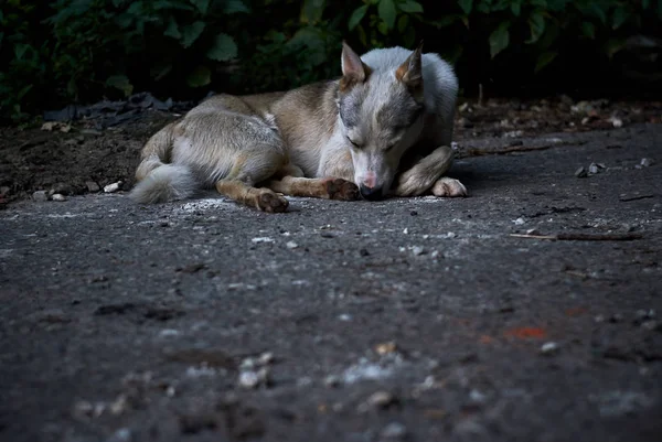 Yerde yatan başıboş bir melez köpek.