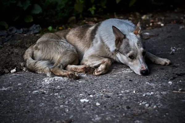 Yerde yatan başıboş bir melez köpek.