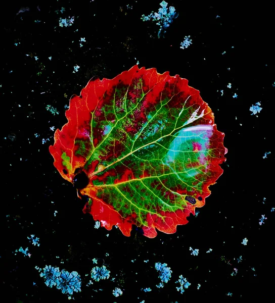 Renkli bir soyutlama da düşmüş bir aspen yaprağı. Doğal güzellik. Yakın çekim.