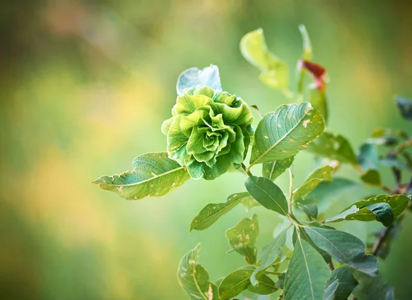 Bir gülün yeşil bud'ı gibi söğüt yaprakları. İnanılmaz bir çiçek. Doğa harikası.