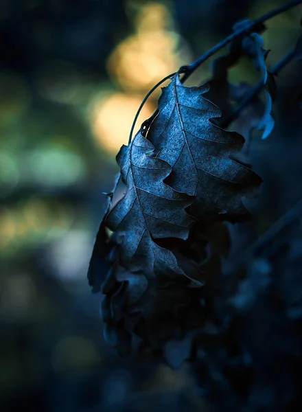 Сухие Листья Дубовой Ветке Темном Размытом Фоне — стоковое фото