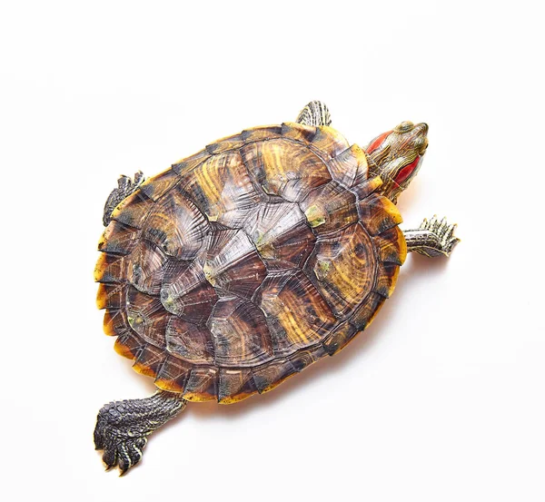 Tortue Oreilles Rouges Trachemys Scripta Sur Fond Blanc Isolé Tortue — Photo