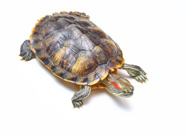 Kırmızı kulaklı kaplumbağa, Trachemys 'in beyaz izole edilmiş arka plan senaryosu. Sarı karınlı su kaplumbağası. Kapat..