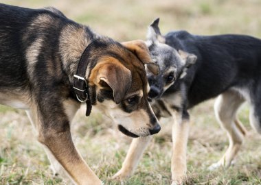 Yürüyüşte oynayan yavru