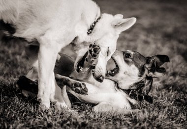 Birlikte sahada oynayan iki köpek