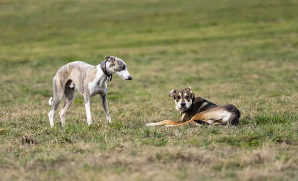 Çayır, tazı ve mixbreed köpek iki köpek