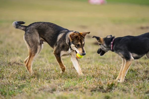Birlikte top oynarken kukla