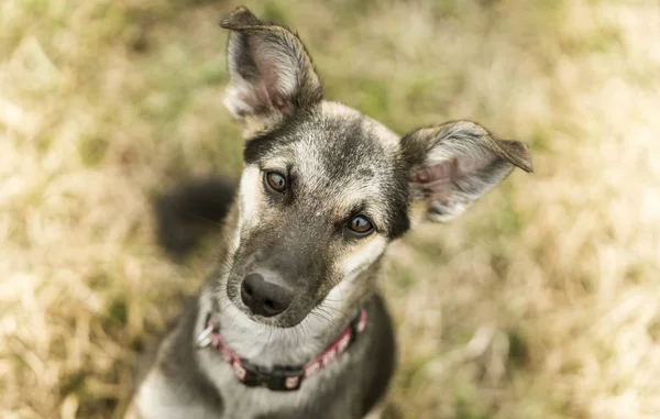 Küçük sevimli kadın köpek portre