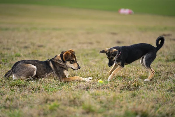 Birlikte sahada oynayan yavru