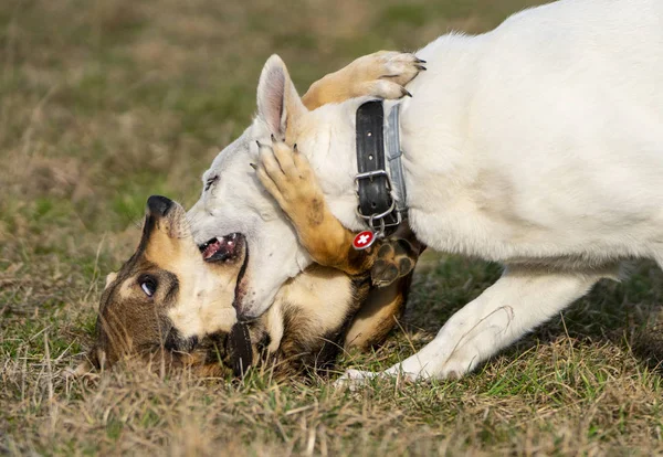 Birlikte, eylem köpekler yürüyüş oynayan iki büyük kukla