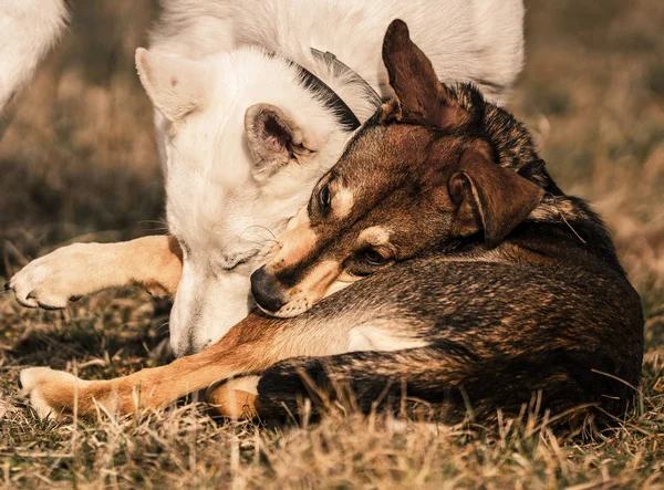 Birlikte, çok sevimli atış oynayan iki köpek