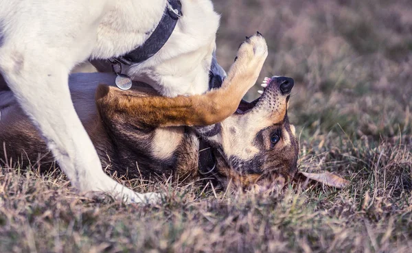 Birlikte, eylem köpekler yürüyüş oynayan iki büyük kukla