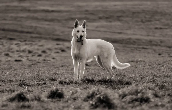 Beyaz İsviçre çoban köpeği erkek sahada