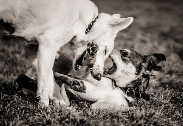 Birlikte sahada oynayan iki köpek