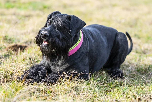 Schnauzer köpek sahada