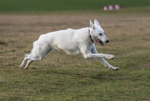 Çalışan beyaz İsviçre çoban köpeği erkek