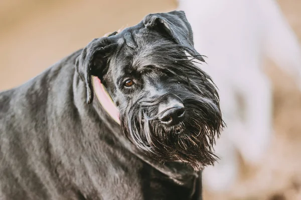 Siyah schnauzer köpek profil 