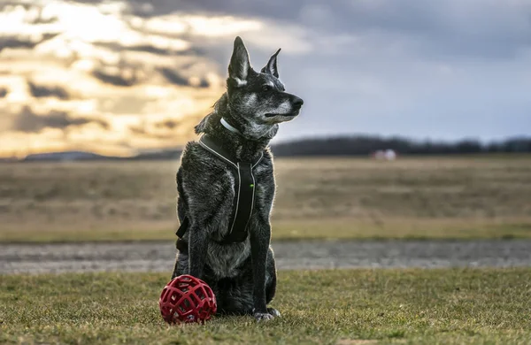 Yaşlı kadın azman köpek