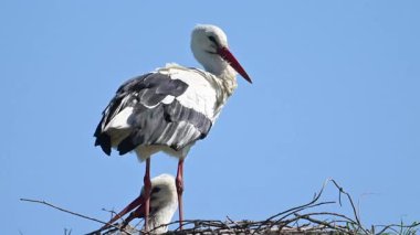 Avrupa beyaz leylekleri (Ciconia ciconia) bahar zamanı bir kutup üzerinde otururlar. Bir kuş tüylerini parlatıyor..