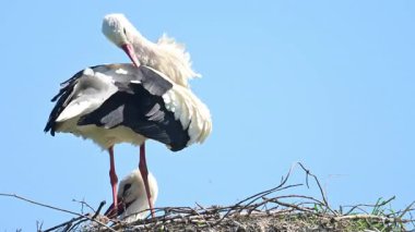 Avrupa beyaz leylekleri (Ciconia ciconia) bahar zamanı bir kutup üzerinde otururlar. Bir kuş tüylerini parlatıyor..