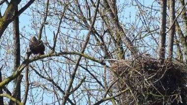 Beyaz kuyruklu kartal ya da Deniz Kartalı kış günü bir ağacın tepesinde oturuyor. Yırtıcı kuşlar etrafa bakınıyor. Yavaş çekim klibi yarı hızda.