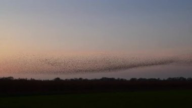 Kış gününün sonunda gün batımında gökyüzünde sığırcık kuşu mırıldanması. Gökyüzünde uçan sığırcık sürüleri (Sturnidae) gece olmadan şekil değiştiren bulutlarda hareket ederler.. 