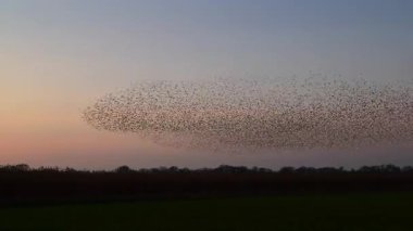 Kış gününün sonunda gün batımında gökyüzünde sığırcık kuşu mırıldanması. Gökyüzünde uçan sığırcık sürüleri (Sturnidae) gece olmadan şekil değiştiren bulutlarda hareket ederler.. 