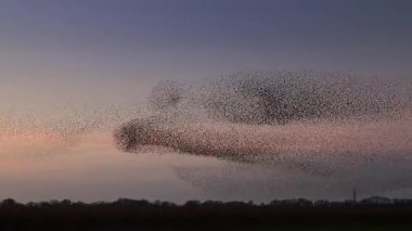Kış gününün sonunda gün batımında gökyüzünde sığırcık kuşu mırıldanması. Gökyüzünde uçan sığırcık sürüleri (Sturnidae) gece olmadan şekil değiştiren bulutlarda hareket ederler.. 