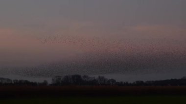 Kış gününün sonunda gün batımında gökyüzünde sığırcık kuşu mırıldanması. Gökyüzünde uçan sığırcık sürüleri (Sturnidae) gece olmadan şekil değiştiren bulutlarda hareket ederler.. 
