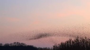 Kış gününün sonunda gün batımında gökyüzünde sığırcık kuşu mırıldanması. Gökyüzünde uçan sığırcık sürüleri (Sturnidae) gece olmadan şekil değiştiren bulutlarda hareket ederler.. 