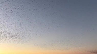 Kış gününün sonunda gün batımında gökyüzünde sığırcık kuşu mırıldanması. Gökyüzünde uçan sığırcık sürüleri (Sturnidae) gece olmadan şekil değiştiren bulutlarda hareket ederler.. 