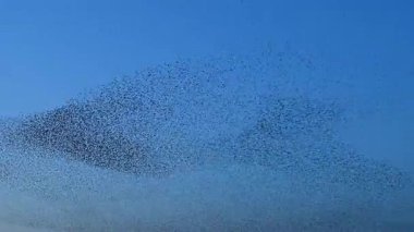 Starling mırıldanması binlerce kuşun senkronize, koreografili hava gösterileri yaparak günbatımı gökyüzünde dinamik bulut benzeri şekiller oluşturması..