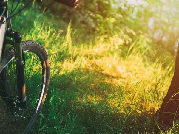 Close Roda Bicicleta Montanha Floresta Verão Viagens Ciclismo Espaço Cópia — Fotografia de Stock