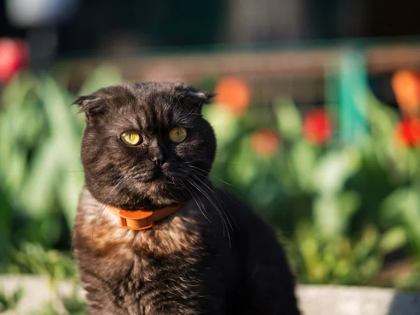 Roztomilý Skotský Složit Kočka Procházky Zahradě — Stock fotografie