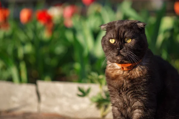 Cute Scottish Fold Cat Walking Garden — Stock Photo, Image