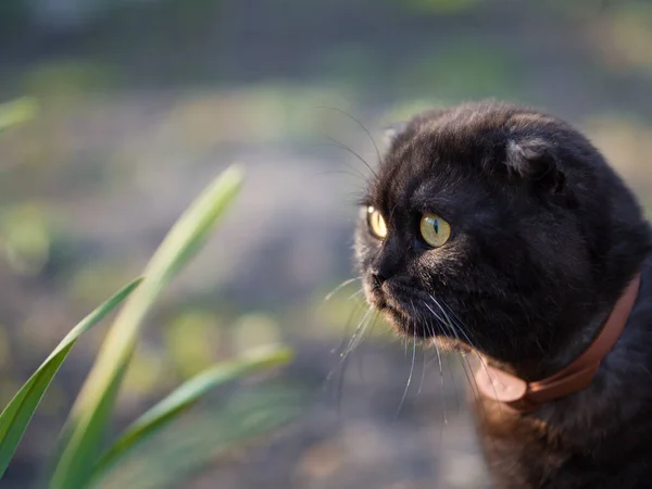 Cute Scottish Fold Cat Walking Garden — Stock Photo, Image