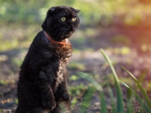 Funny Black Cat Stands Its Hind Legs Surprised Face — Stock Photo, Image